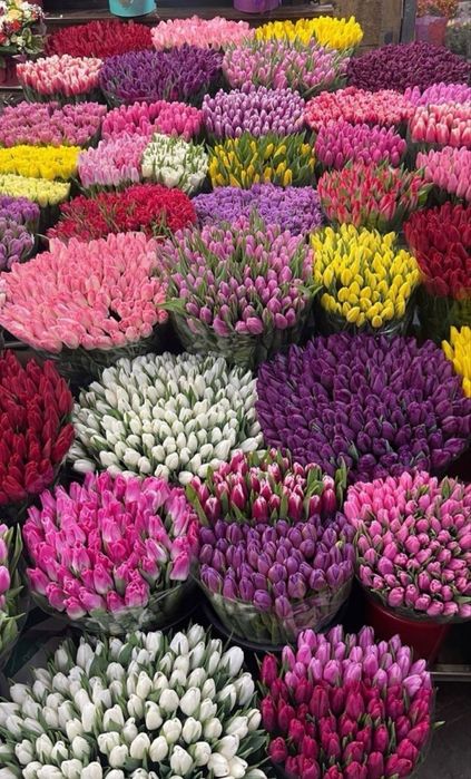 Тюльпаны для подарка | Астана