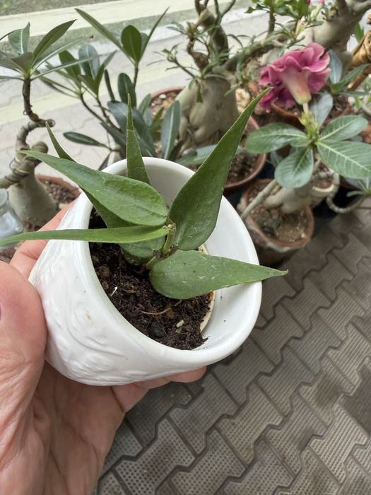 Hoya polyneura 'Vietnam' два черенка