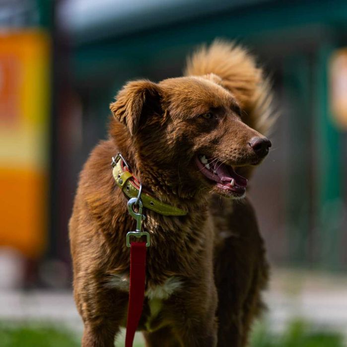 Пёс ~2 года в добрые руки