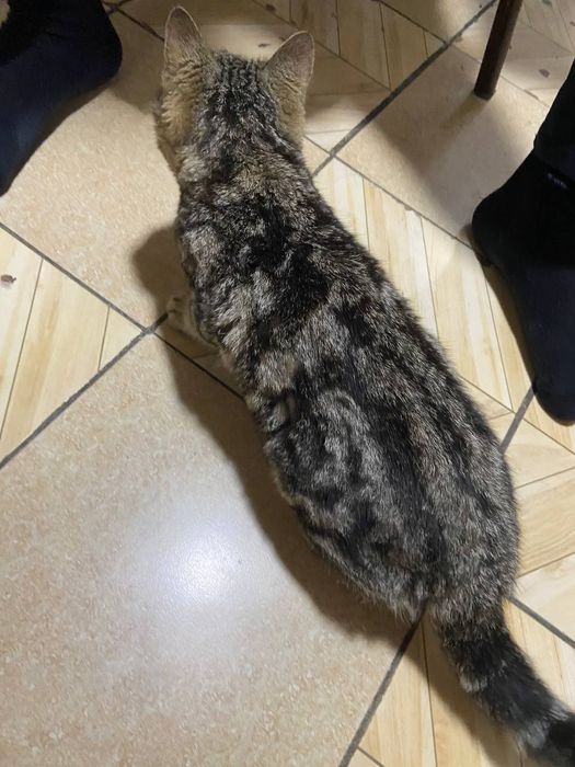 Mushuk sotiladi Shilshila zoti