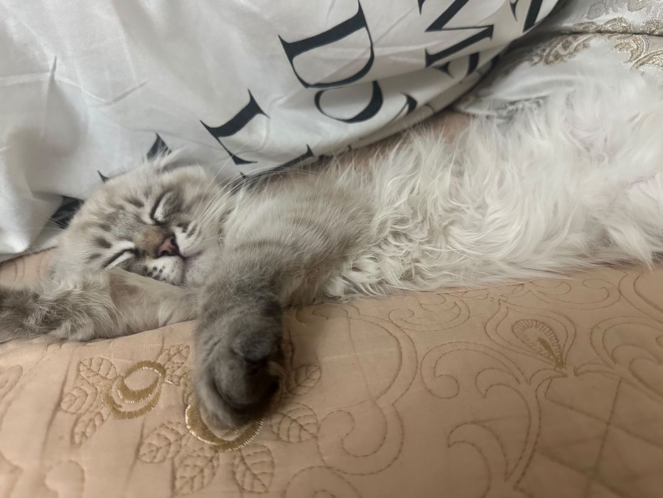 Кошка шотланская