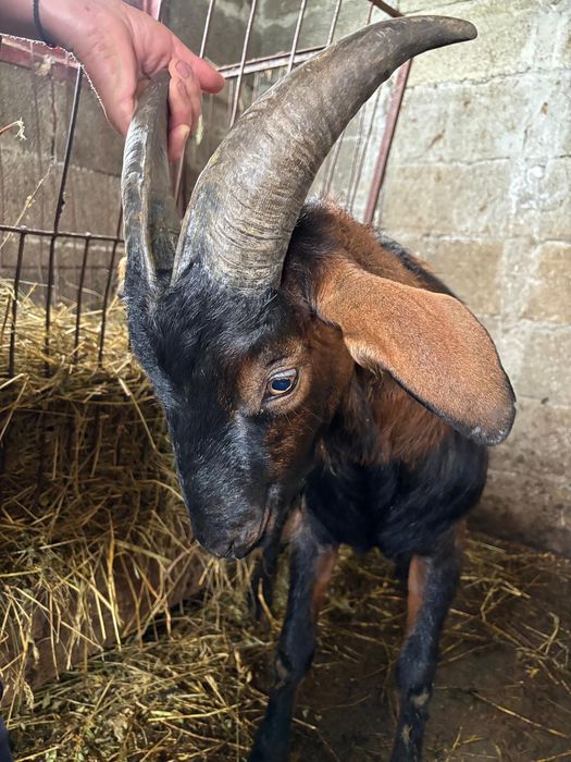 Vind tapi anglo nubieni ,alpino francezi capra sanen  tineri de un an si jumatate