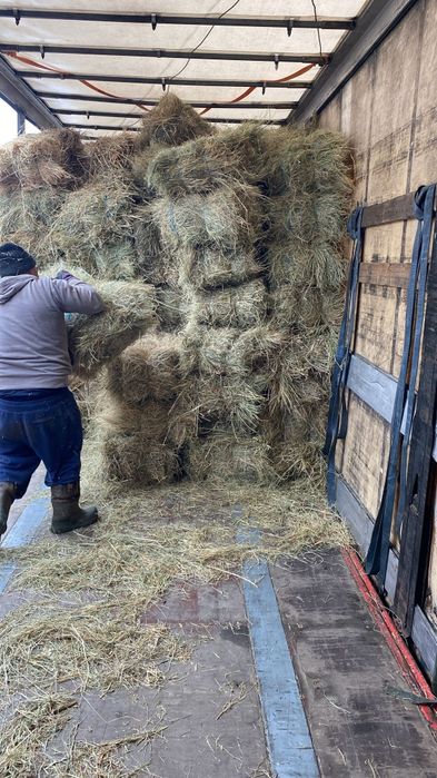 Baloti fan fb Rotunzi min.40.Or Lucerna.Drep.500 La TIR>RO;UE
Baloti r