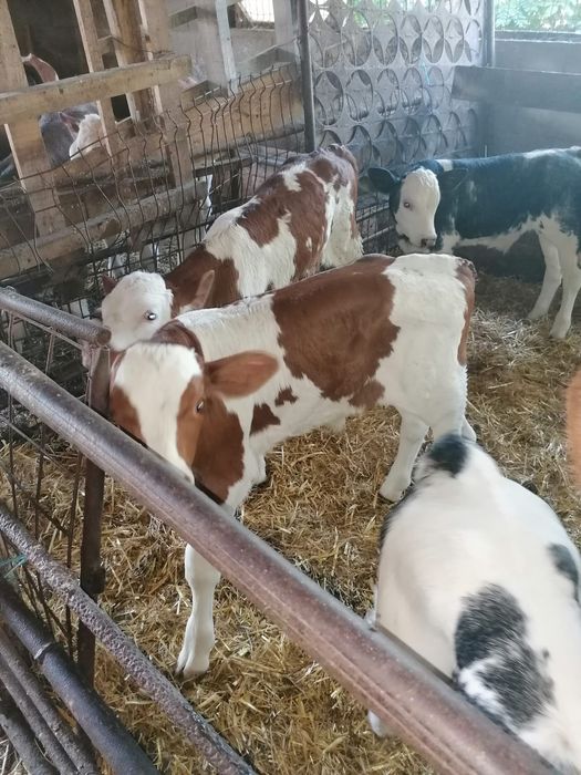 Vând viței sugari una trei săptămâni