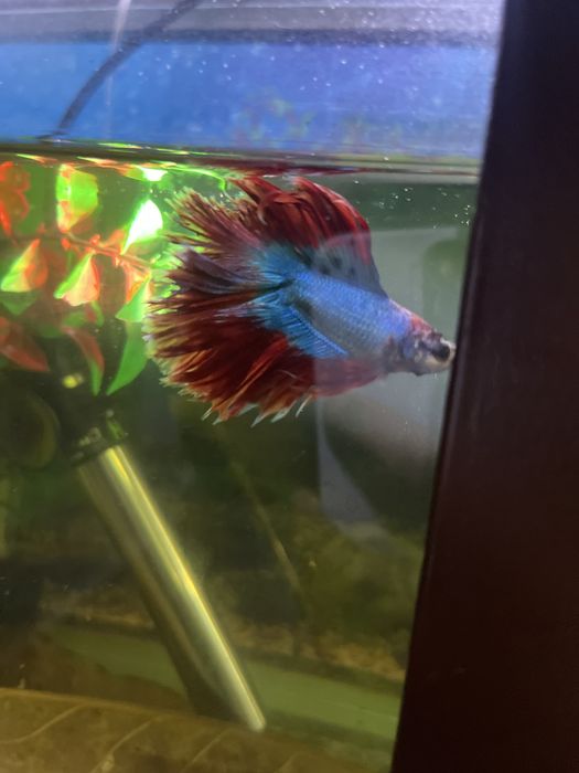 Петушки: самки и самцы молодые