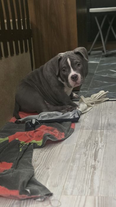 Американско Покет Були