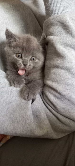 Котенок британец