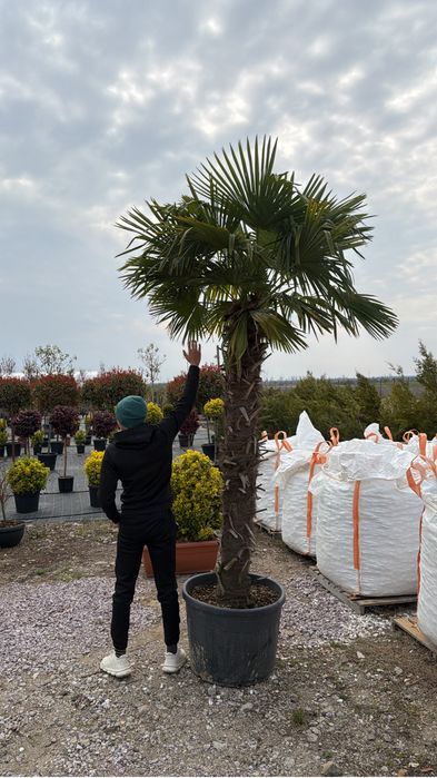 Palmieri Trachycarpus Fourtunei rezistenti la ger