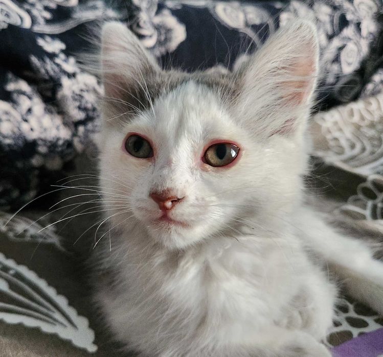 Отдам котенка-мальчика