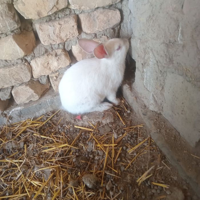Quyon gubrit 4 ta 3 ta erkak 1 ta moda