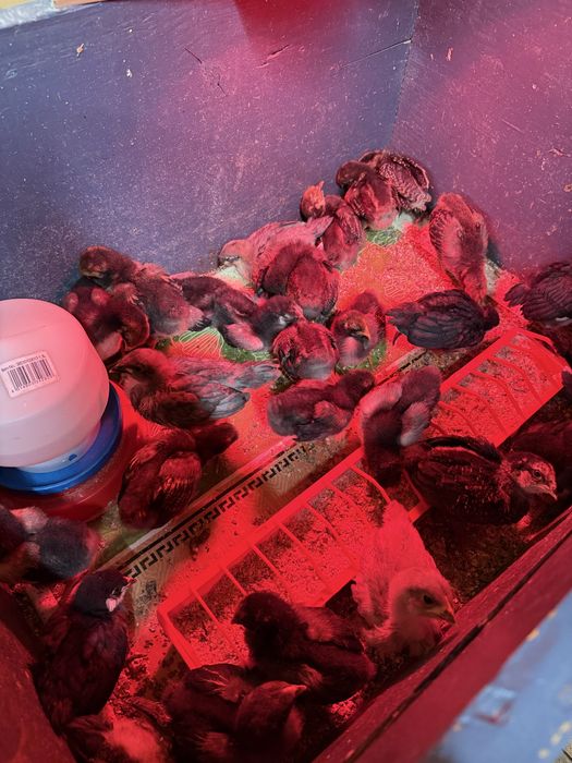 Pui de 3 saptamani Araucana, Ameraucana, Austrolop si Wyandotte