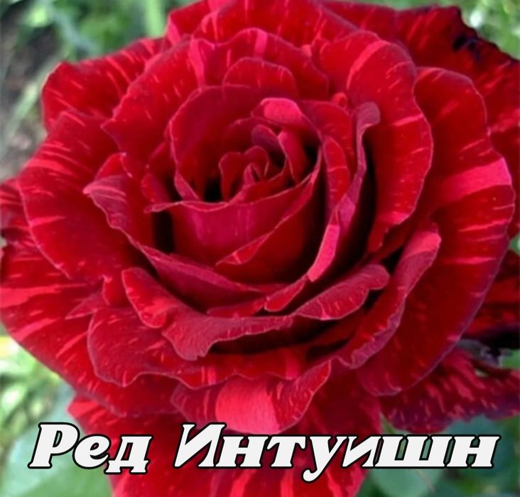 Саженцы роз оптом