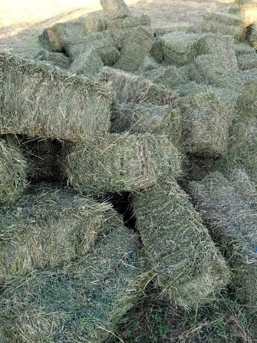 Vând baloti de lucernă fragă și rulade de fân