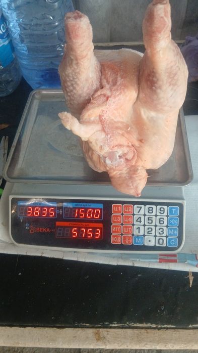 Куры бролер кг 1500