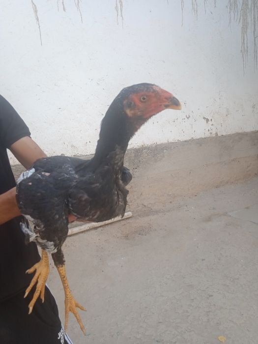 Дакан куланги жуда чемпион ни боласи 700.000