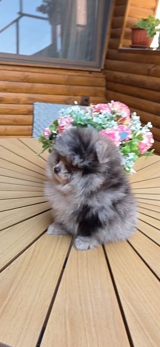 Померанче,мини момиченце мерле!