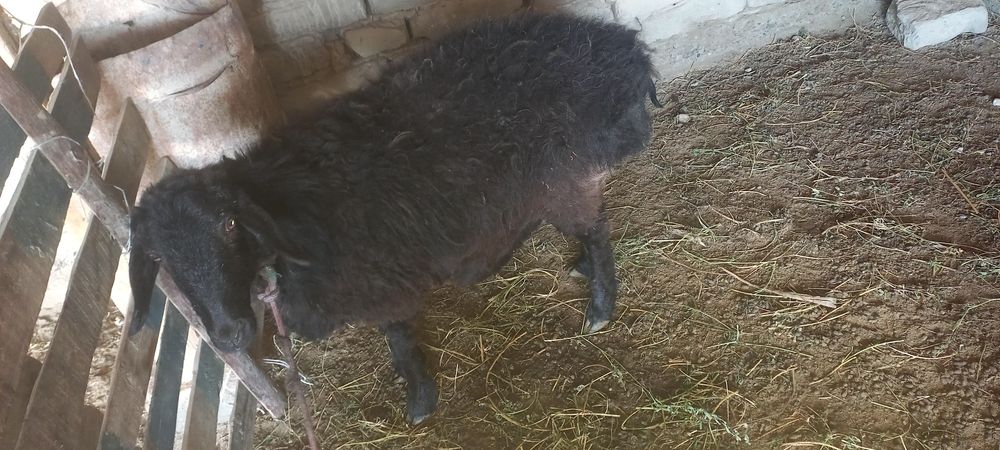 .      Qo'ylar sotiladi