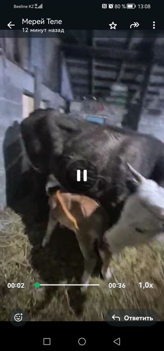 Продам корову с телёнок