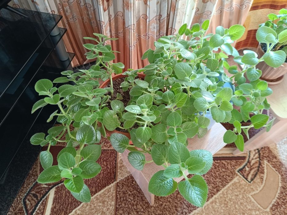 Продам комнатные цветы недорого.