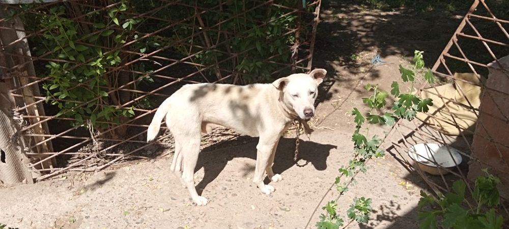 Верная собака в добрые руки