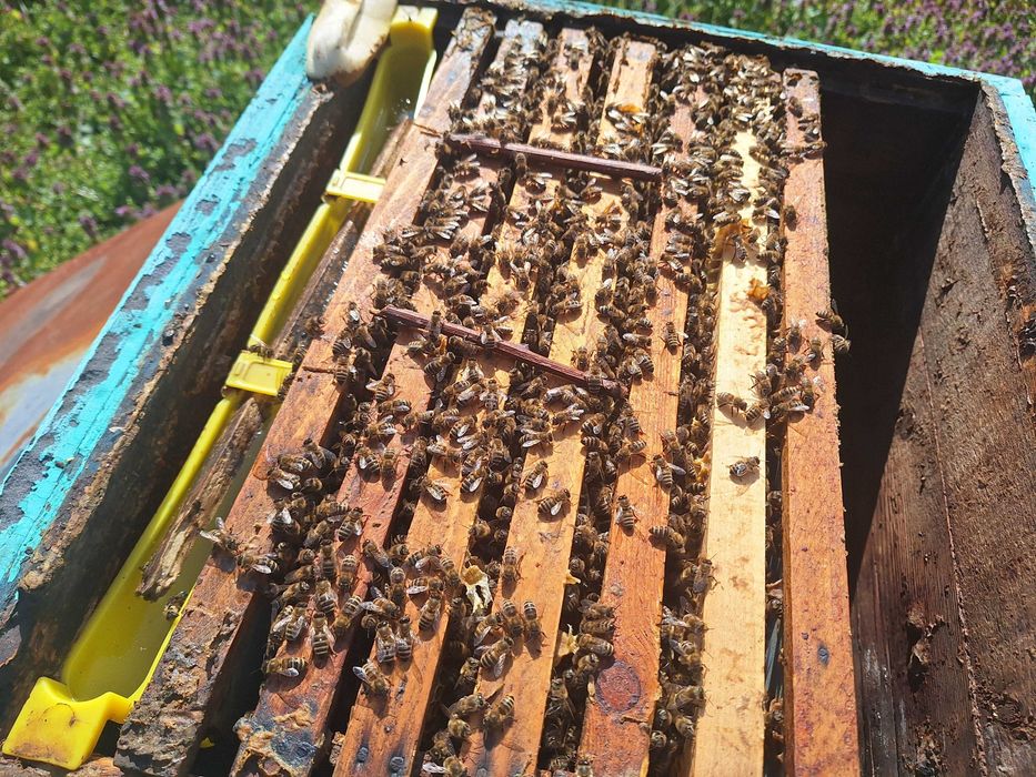 Vand familii de albine