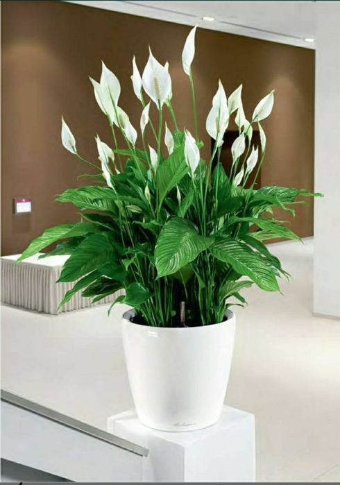 Продам комнатные растения