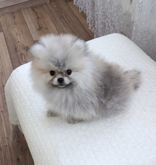 Щенок шпиц-мини.