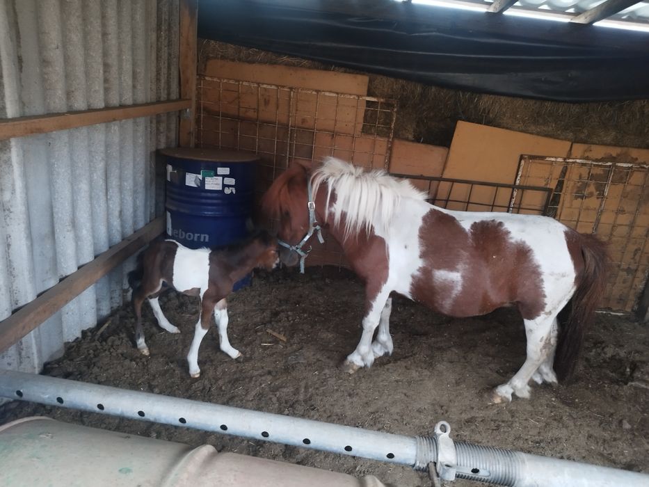 Женско и мъжко пони