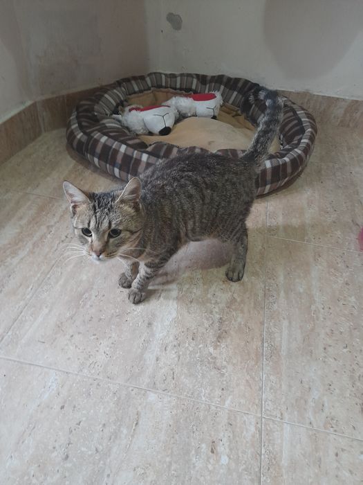 Donez motanel iubaret