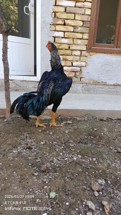 Тульяк кореец сатылады