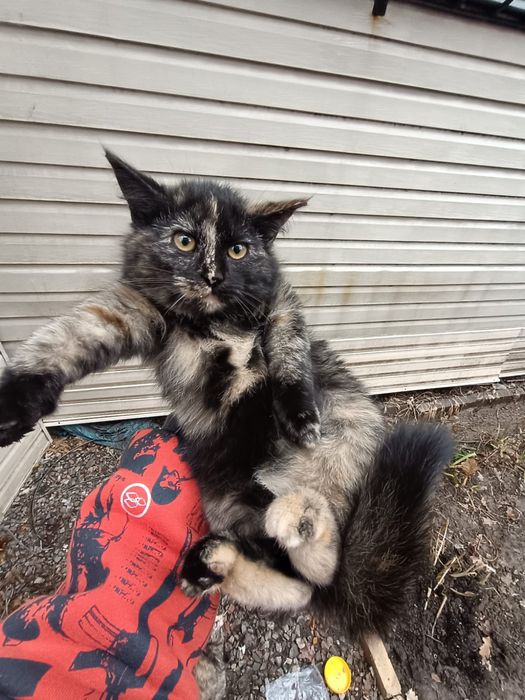 Мохнатое счастье