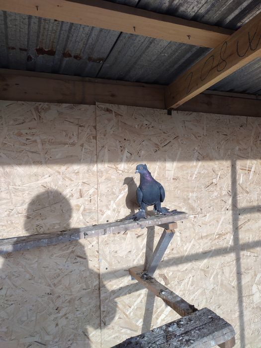 Самец жук чубатый прошлогодний