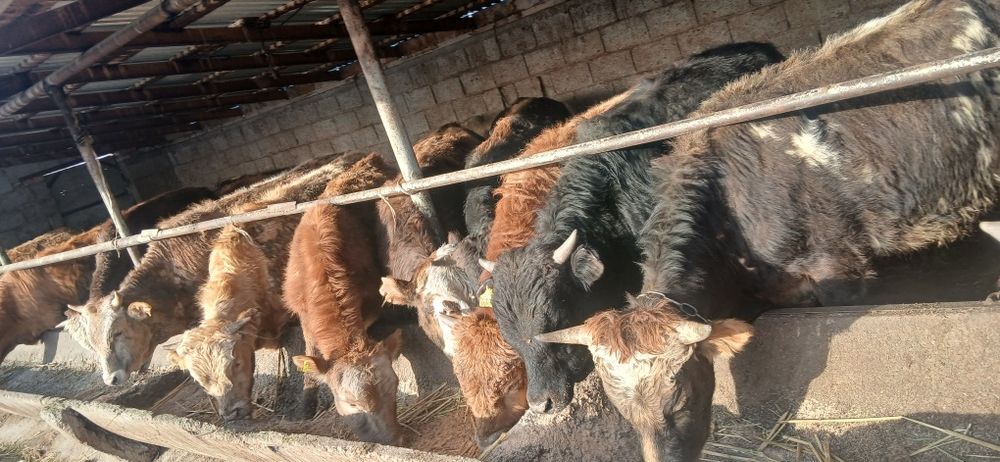 Продам 15 бычков по 650 000