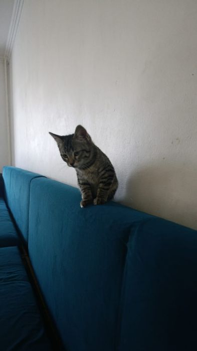 Котёнок в хорошие руки