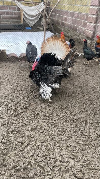 Индюк домашний черный