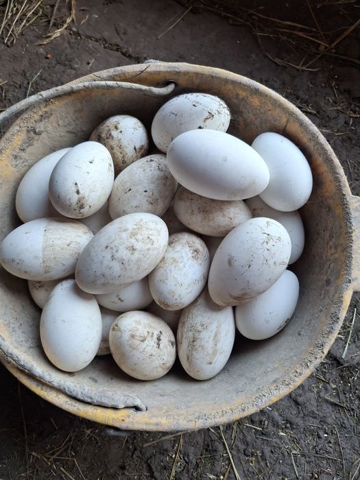 Vând  oua de gasca pentru inchistrit (scris ,pictat)