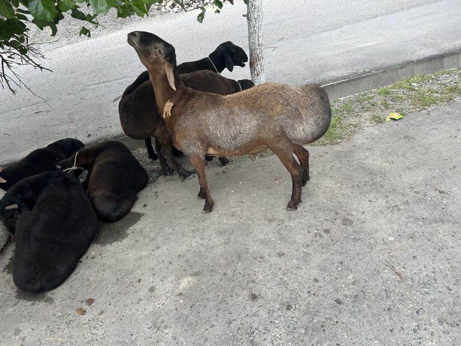 Quylar sog’lom qulog’i butun