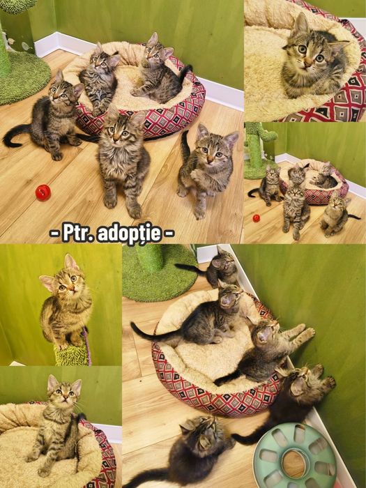 Adoptie pisoiasi