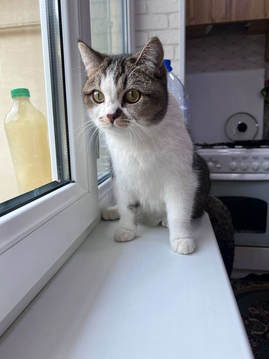 Scottish strayt devochka