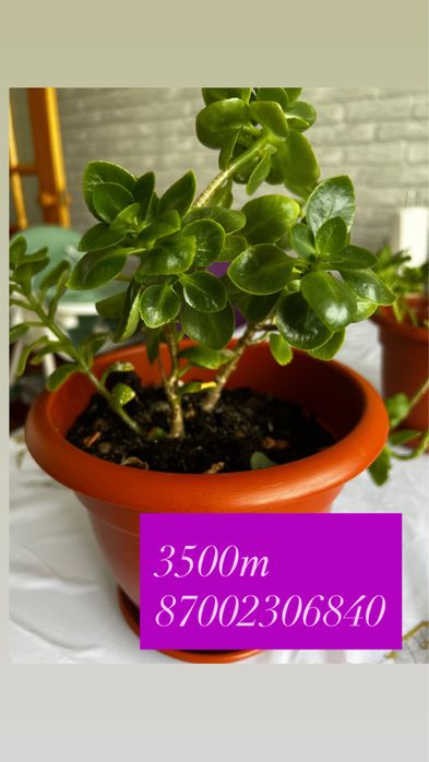 Комнатные цветы