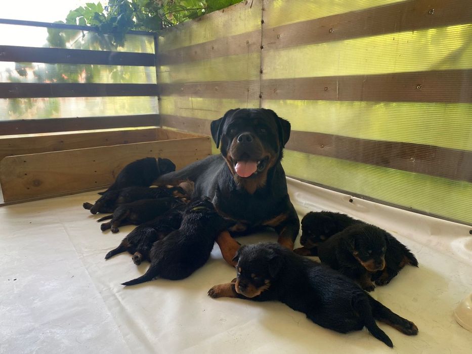 Pui Rottweiler cu pedigree