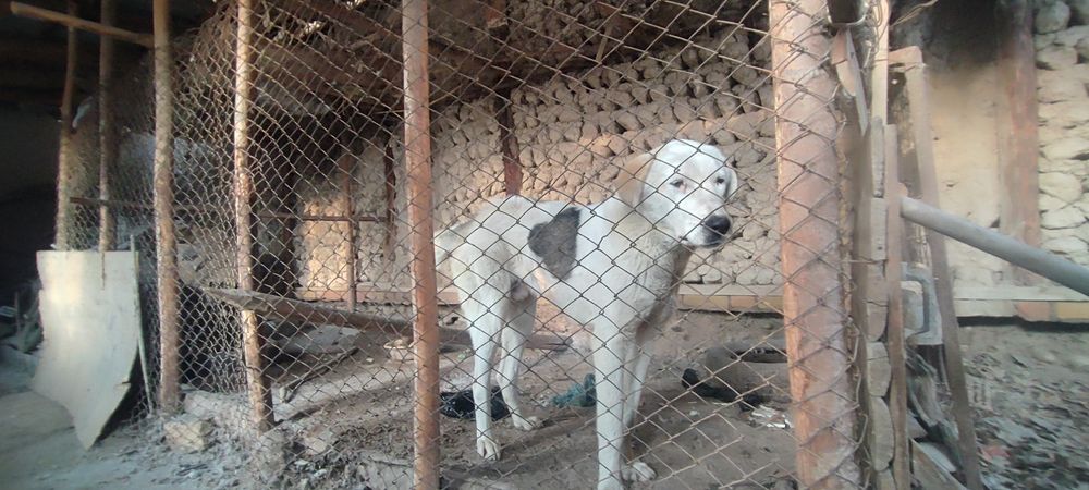 Катта зотли ит сотилади