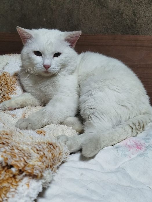 Малыш ищет мампап!