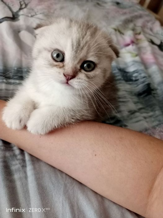 Mushuk bolasi sotiladi/Продаётся котенок