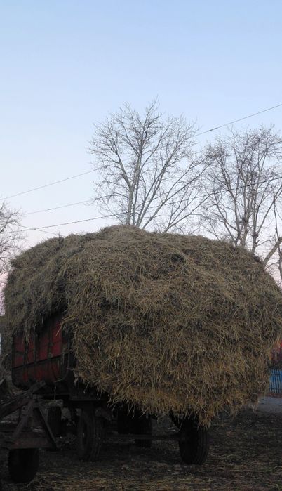 Продам солому пшеничная