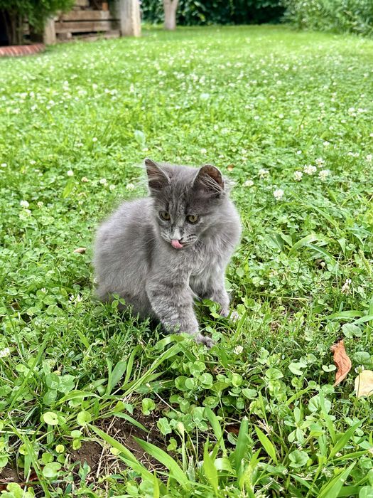 Maine coon Мейн Кун