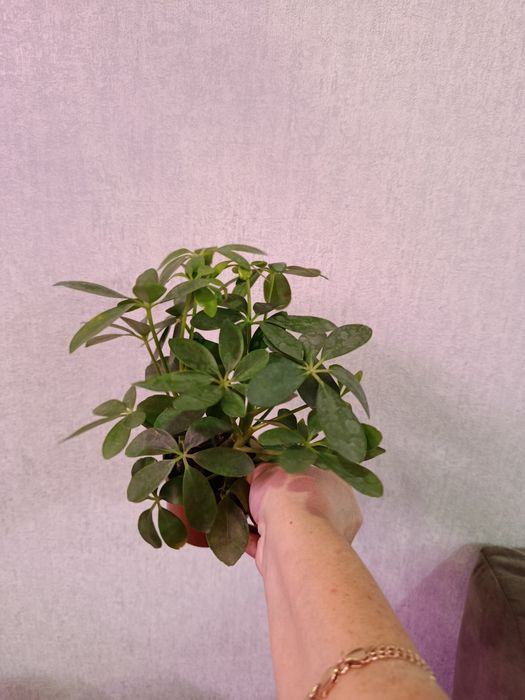 Продам комнатные цветы разные