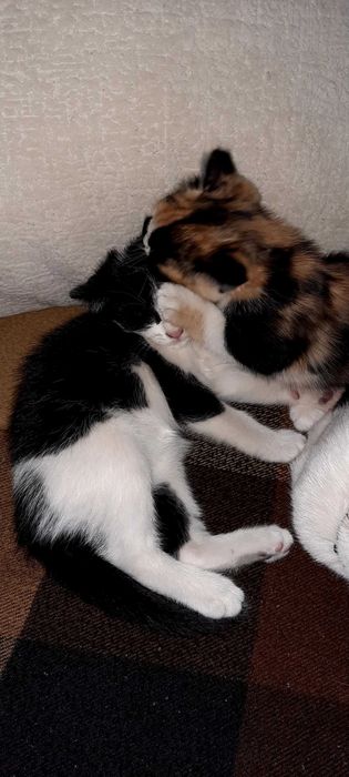 Отдам умных котят