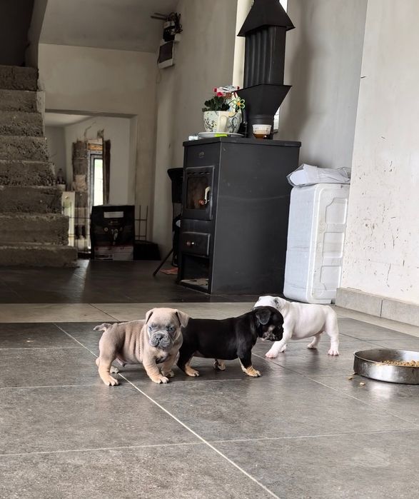 French Bully Кучета