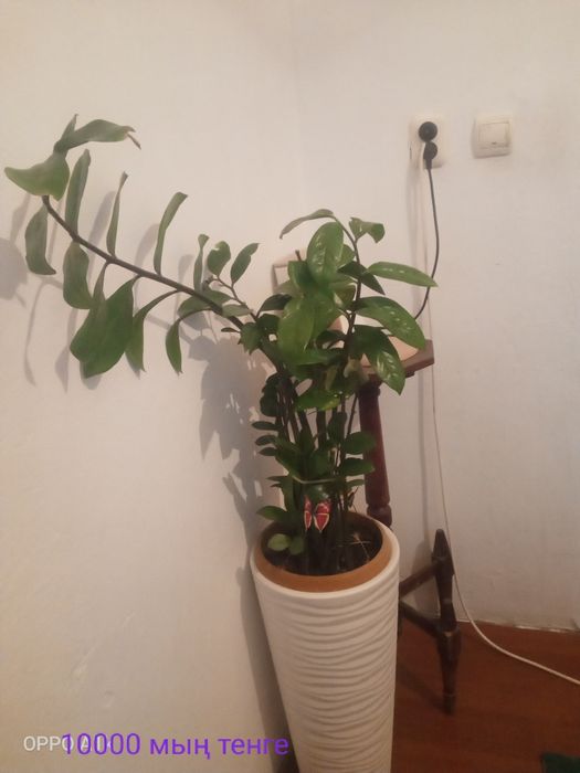 Бөлме гүлдерін сатамын